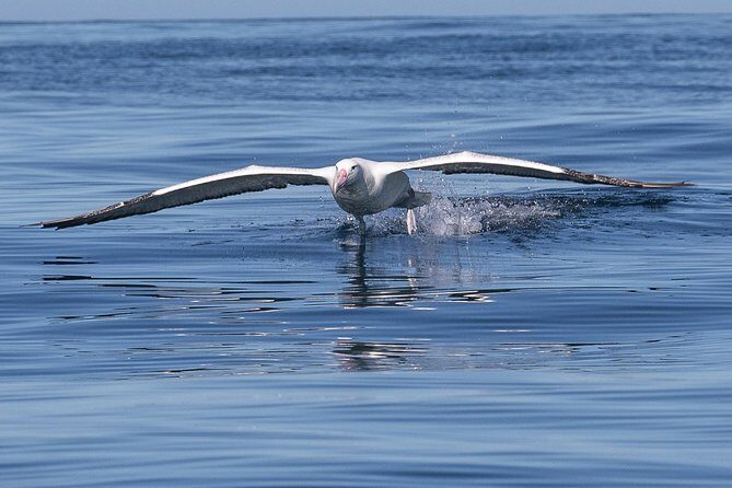 Albatross, seals, and sea birds-Wildlife Cruise - A Close Look at the Experience