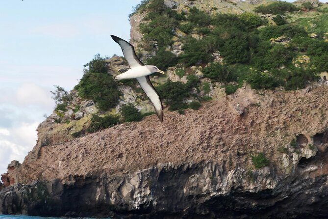 Albatross, seals, and sea birds-Wildlife Cruise - FAQs