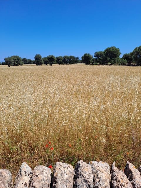 Alberobello: e-bike tour and orecchiette cooking class - Practical Details and Considerations