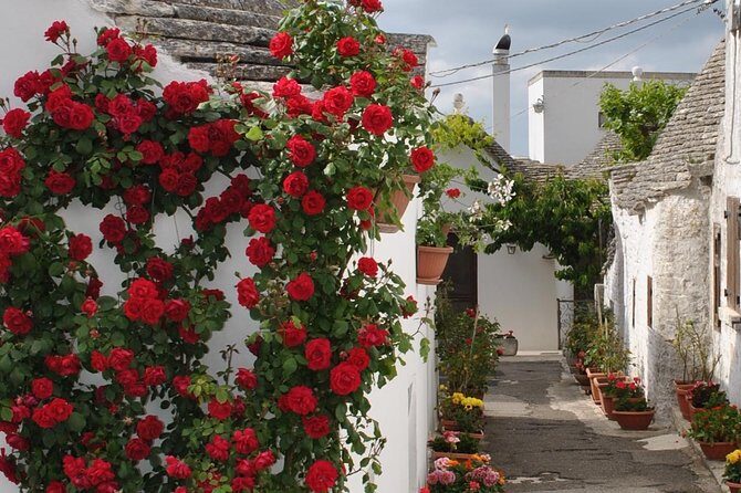 Alberobello Half- Day Tour with extravergine olive oil and Liquores tasting. - Key Points