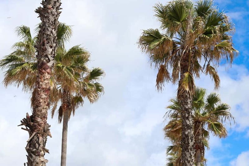 Albufeira: 1-Hour Tuk Tuk Tour - Who Should Consider This Tour?