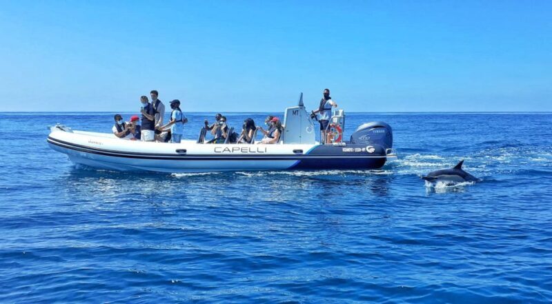 Albufeira: Benagil Cave and Dolphin Sightseeing Boat Cruise - Who Will Love This Tour?