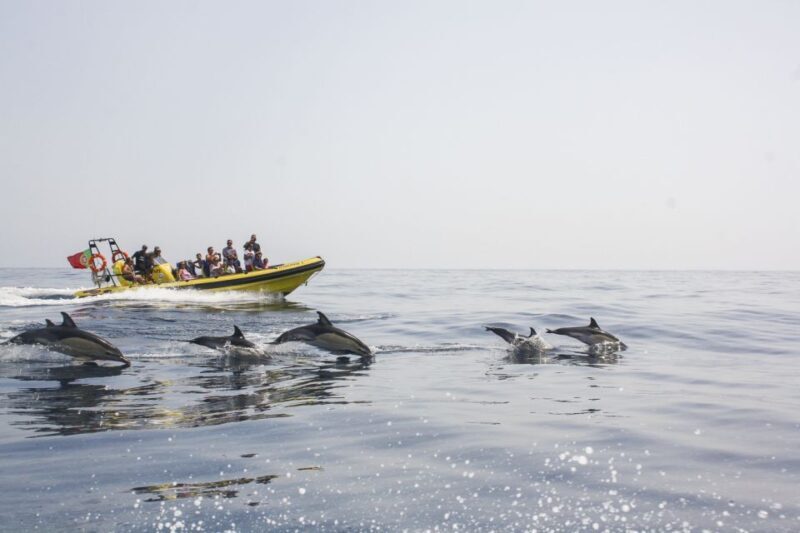 Albufeira: Benagil Caves & Dolphin Watching Speed Boat Tour - Who Would Love This Tour