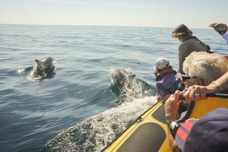 Albufeira: Benagil Caves & Dolphin Watching Speed Boat Tour - FAQs About the Benagil Caves & Dolphin Watching Speed Boat Tour