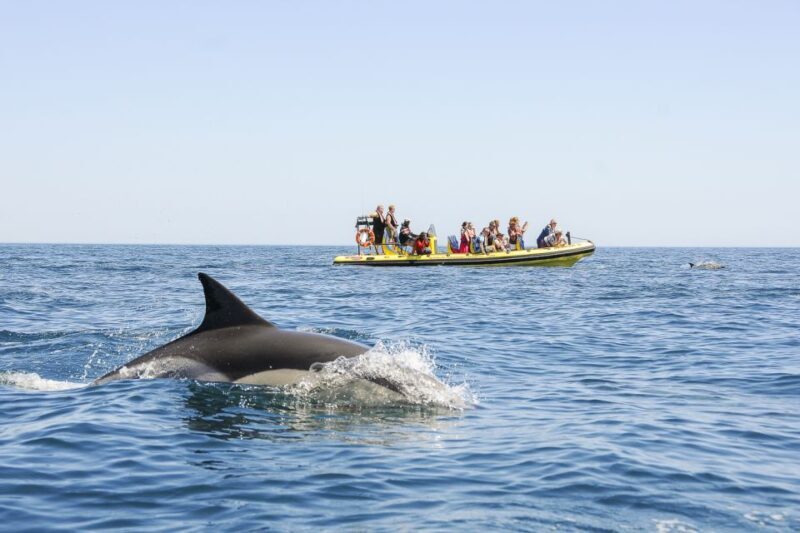 Albufeira: Benagil Caves & Dolphin Watching Speed Boat Tour - Final Thoughts