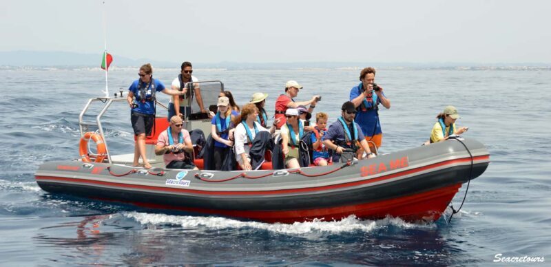 Albufeira: Dolphin Watching and Benagil Cave Boat Cruise - Key Points