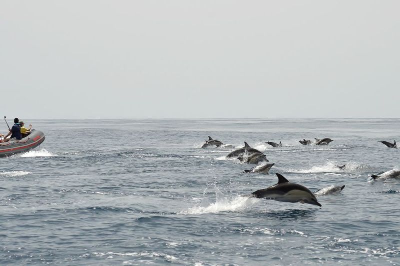 Albufeira: Dolphin Watching and Benagil Cave Boat Cruise - Dolphin watching: what “not guaranteed” really means