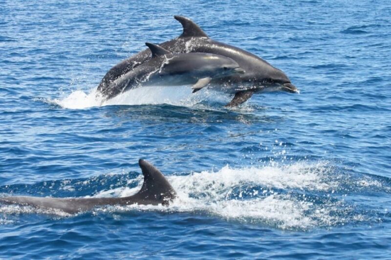 Albufeira: Dolphin Watching and Benagil Cave - What’s Included in the Tour