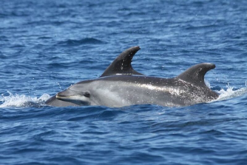Albufeira: Dolphin Watching and Benagil Cave - Who Should Consider This Tour?
