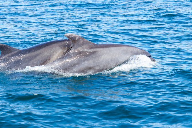 Albufeira: Dolphins and Caves Private Tour - What’s Included and What’s Not