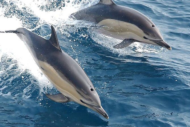 Albufeira: Dolphins and Caves Private Tour - Pricing and Value