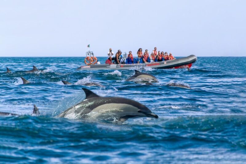Albufeira: Dolphins & Benagil Caves RIB Boat - FAQ