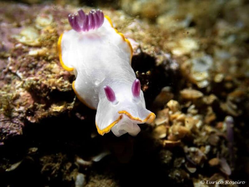 Albufeira: Double Ocean Dive for Certified Divers - Key Points