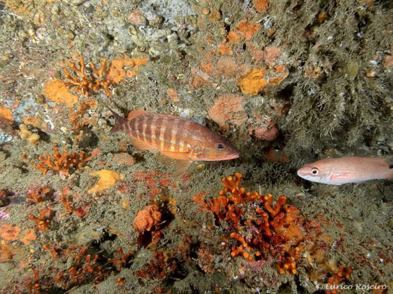 Albufeira: Double Ocean Dive for Certified Divers - Final Thoughts