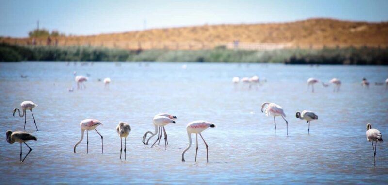 Albufeira: E-Bike tour of Nature Trails and Tradition - FAQ