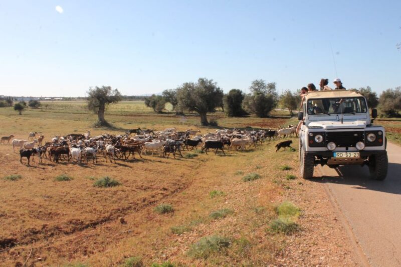 Albufeira: Jeep Safari Half-Day Countryside Tour - What You Can Realistically Expect from the Tour