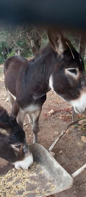 Albufeira Jeep Safari with Zoo - Final Thoughts