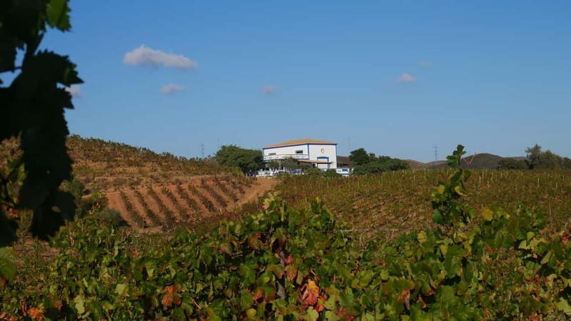 Albufeira, Olhão, Faro: Visit a vineyard, Free time in Silves - An In-Depth Look at the Algarve Vineyard and Silves Tour