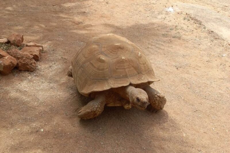 Albufeira Safari with entrance in Krazy World & Bone Chapel - Final Thoughts