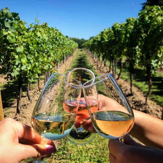 Albufeira: Wine Tasting Tour - 4H - What to Expect from the Algarve Wine Tasting Tour