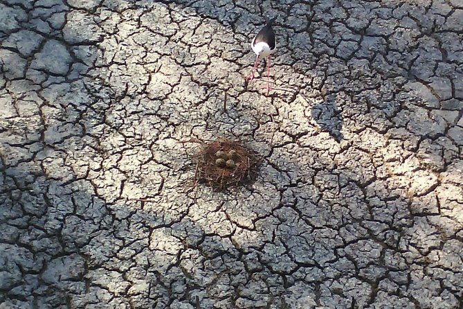 Albufera: Lake, Paella and Birdwatching - Key Points