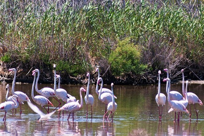 Albufera: Lake, Paella and Birdwatching - The Value of This Tour