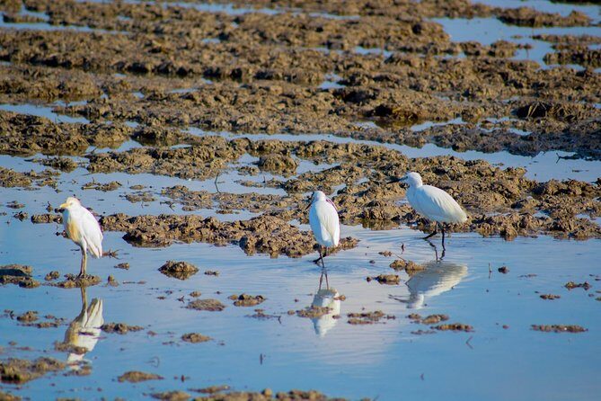 Albufera Natural Park Tour with Boat Ride from Valencia - The Value of the Tour: Is It Worth the Cost?