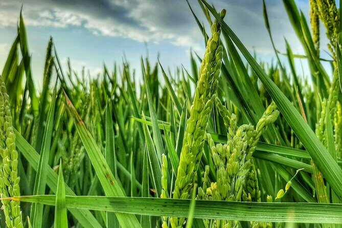 Albufera Natural Park Tour with Boat Ride from Valencia - What Could Be Better?