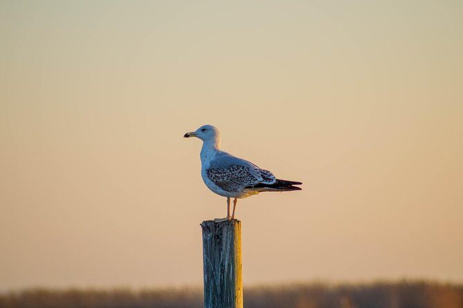 Albufera Natural Park Tour with Boat Ride from Valencia - Final Thoughts