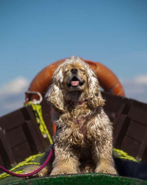 Albufera: Sunset and visit to the barraca - What You Can Expect From the Tour