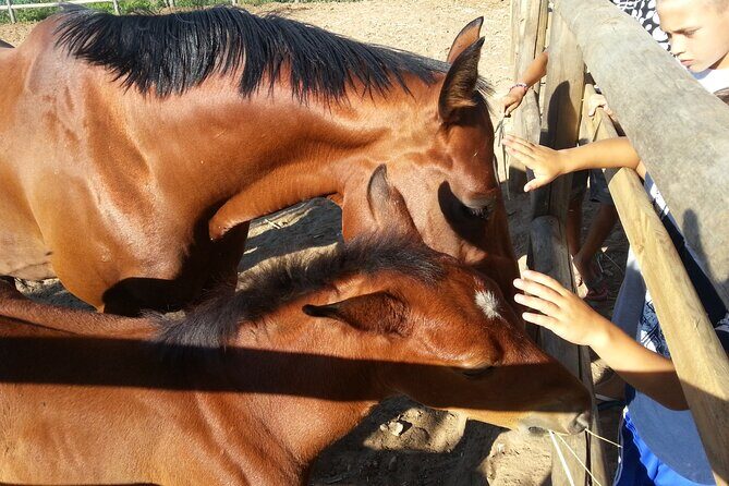 Alcamo Farm Animals and Aromatic Garden - Exploring the Alcamo Farm Experience