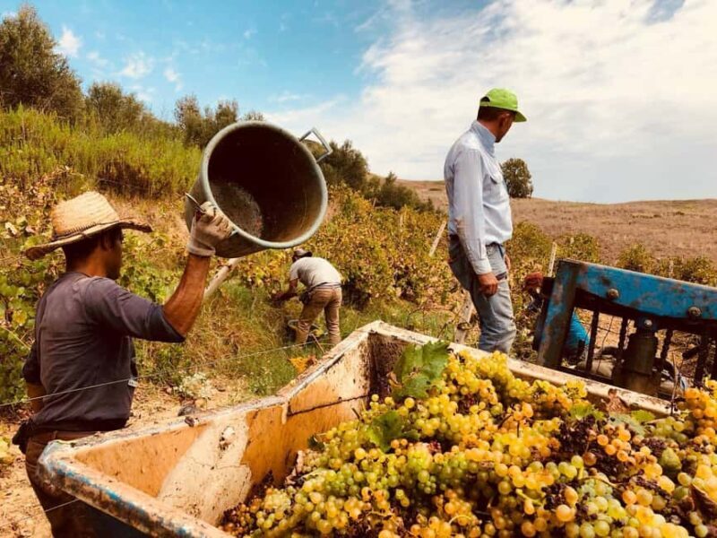 Alcamo: Wine Tasting, 5 Tenute Baglio Passofondo labels - Alcamo: Wine Tasting, 5 Tenute Baglio Passofondo labels – A Down-to-Earth Review