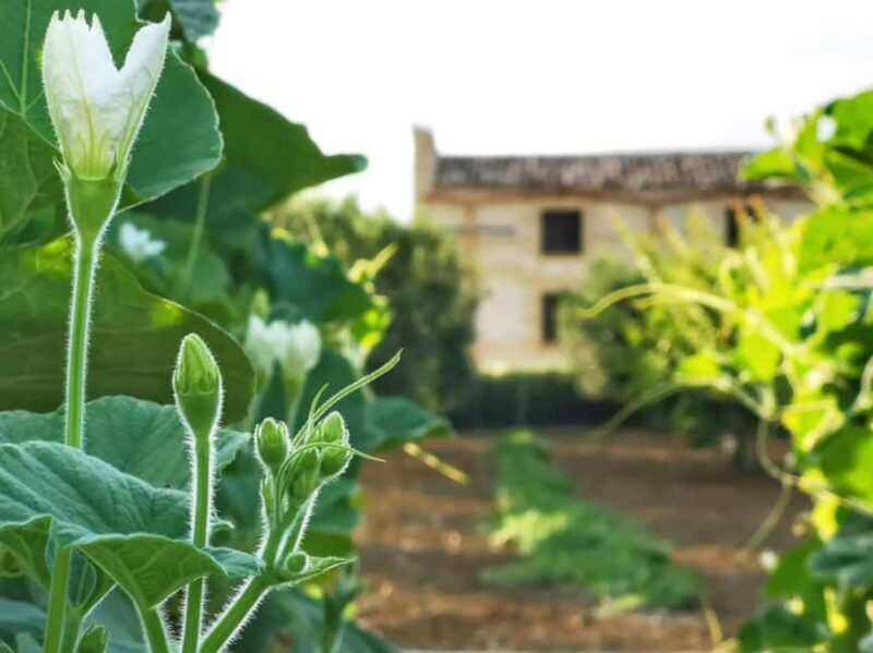 Alcamo: Wine Tasting, 5 Tenute Baglio Passofondo labels - FAQ