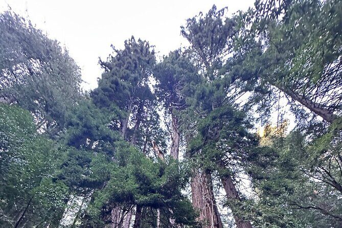 Alcatraz Night Tour & Muir Woods-Sausalito Afternoon or Morning - Final Thoughts: Is This Tour Right for You?