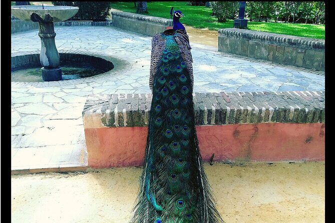 Alcazar and Cathedral of Seville Private Tour - FAQ