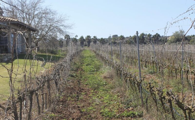 Alcúdia/Can Picafort: Guided Vineyard Visit and Wine Tasting - Why You Might Like This Tour
