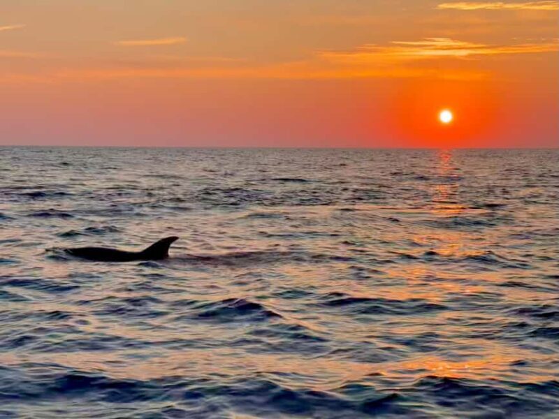 Alcudia: Dolphin Watching at Sunrise with Speedboat - What to Expect from This Dolphin Watching Tour