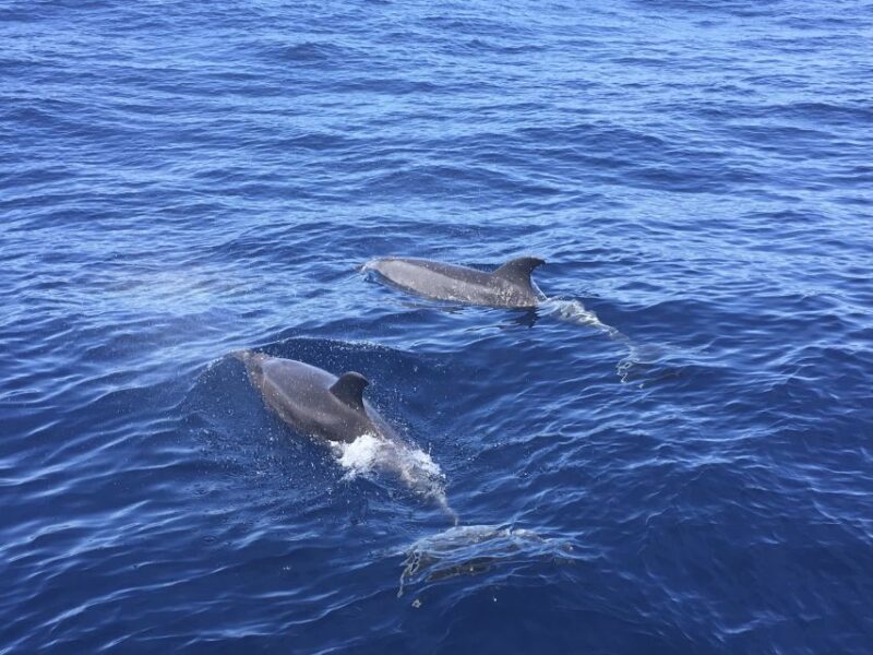 Alcudia: Sailing Yacht Excursion with Wine & Tapas - Practical Tips for Booking and Enjoying