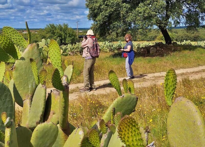 Alentejo: Prickly Pear Orchard and Cork Oak Forest Tour - The Value of the Experience