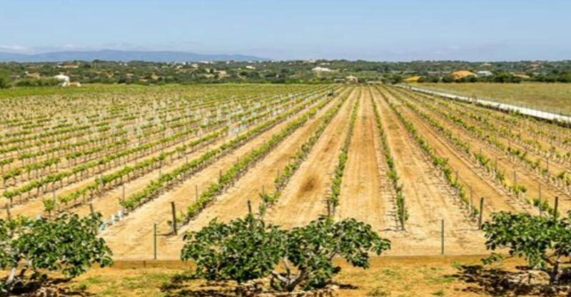 Algarve: Classic Wine Tour & Tasting in Silves - Key Points