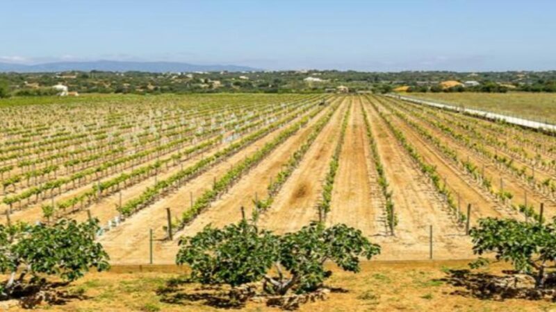 Algarve: Classic Wine Tour & Tasting in Silves - FAQ