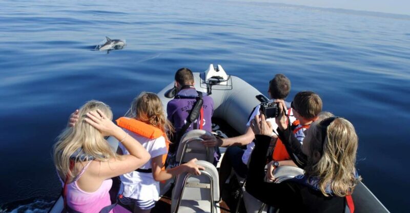 Algarve Dolphin Watching & Marine Life Eco Tour - Key Points