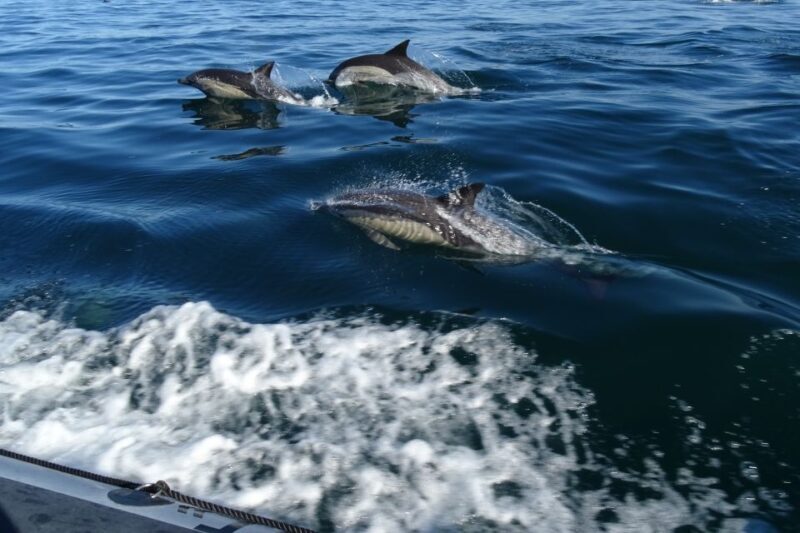 Algarve Dolphin Watching & Marine Life Eco Tour - What to Expect from the Algarve Dolphin & Marine Life Eco Tour