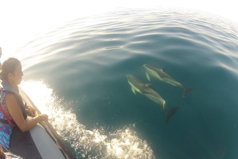 Algarve Dolphin Watching & Marine Life Eco Tour - Is This Tour Right for You?