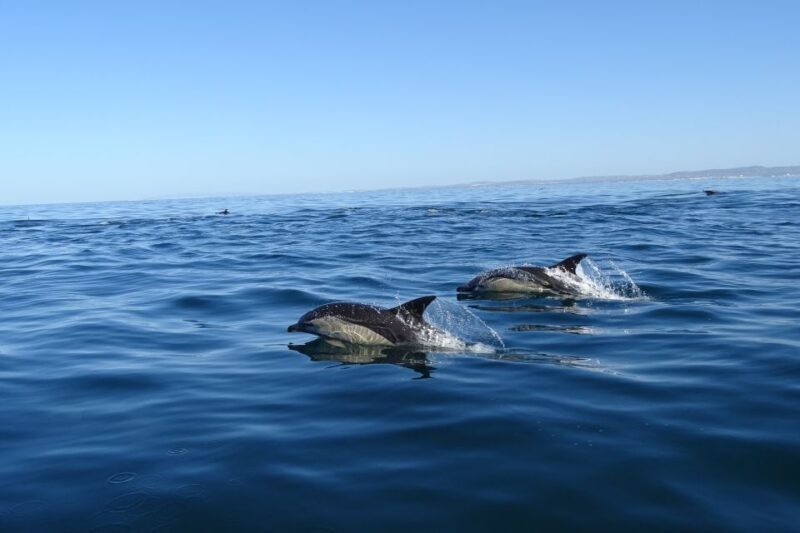 Algarve Dolphin Watching & Marine Life Eco Tour - Frequently Asked Questions