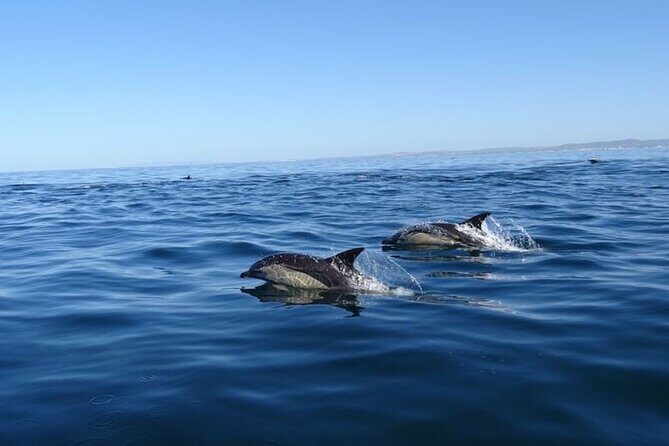 Algarve Dolphin Watching & Marine Life Eco Tour - Final Thoughts