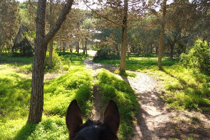 Algarve - Exclusive horseriding in Portimao (no experience required) - FAQs