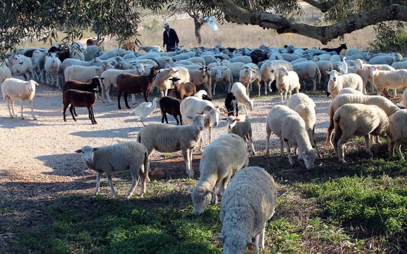 Algarve Explorer Half-Day ATV Tour - Who Is This Tour Best For?