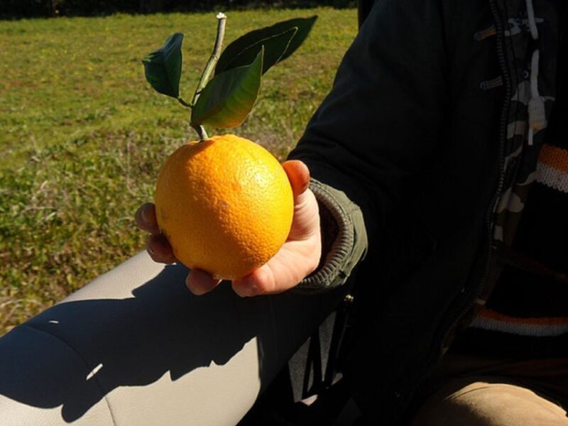 Algarve Full-Day Jeep Safari Tour with Lunch - Who Should Consider This Tour?