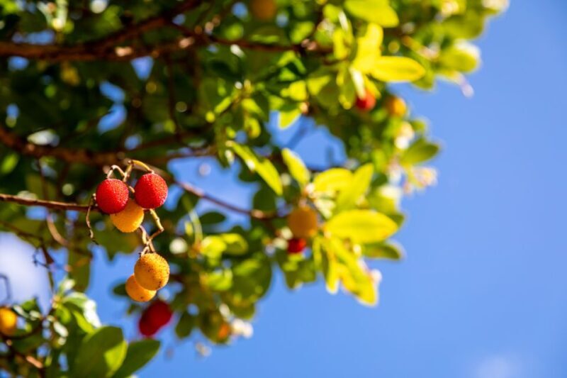 Algarve: Jeep Safari with Distillery Visit & Lunch - An In-Depth Look at the Algarve Jeep Safari